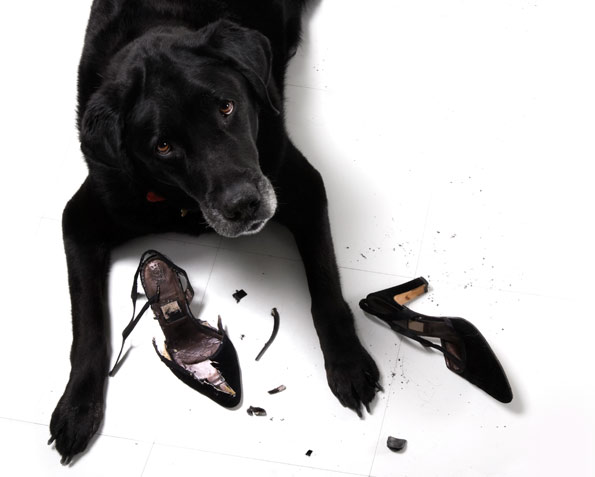 dog chewing high heel