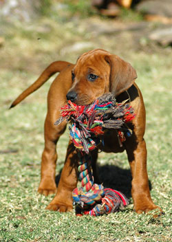 brown puppy chewing rope