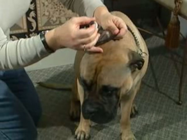 video dog ear examination