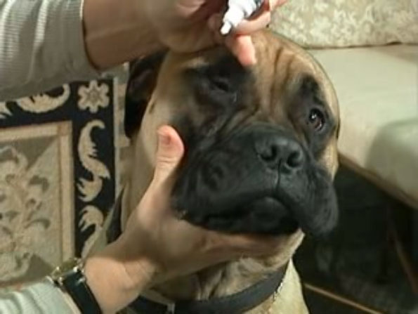 video dog eye examination