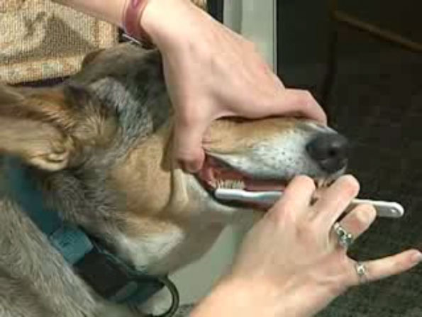 video dog brushing teeth